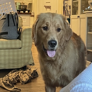 Fundraising Page: Julie  Walashek